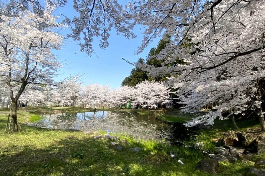大井田の郷公園の桜