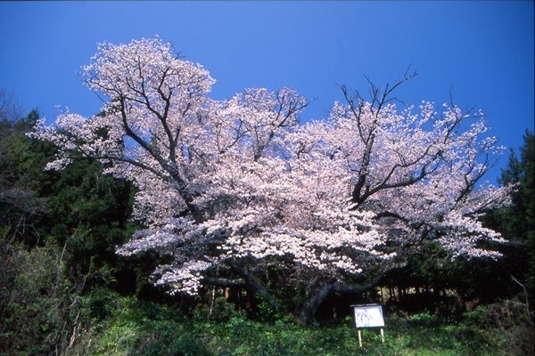 北小浦の与六郎桜