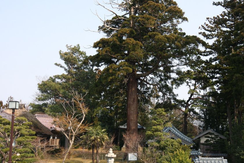 樹齢1000余年の巨木「三光の杉」。