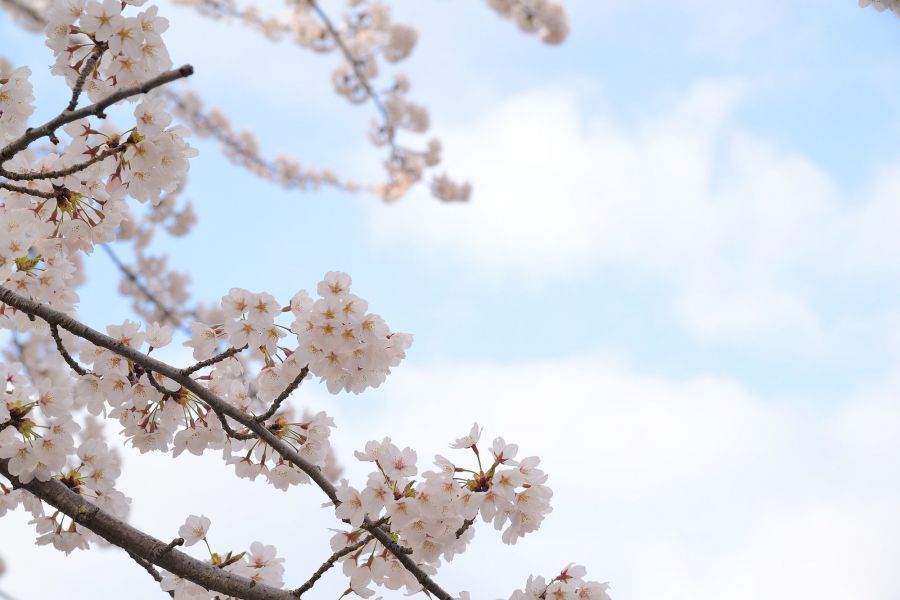 桜の季節には多くの人でにぎわいます。