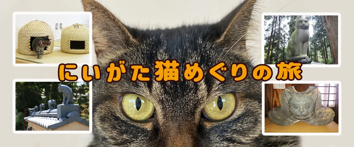 猫好き必見!にいがた猫めぐりの旅 -新潟県のおすすめねこスポット-