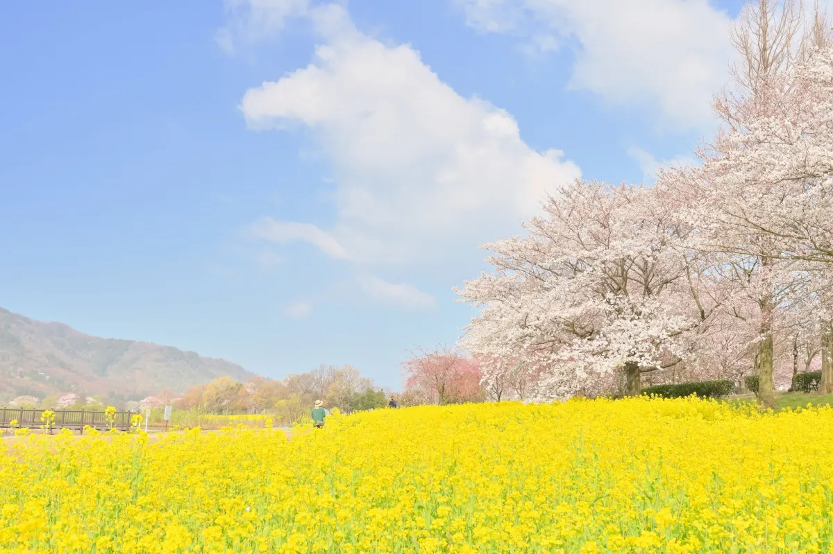 春を彩る新潟県の菜の花スポット5選!