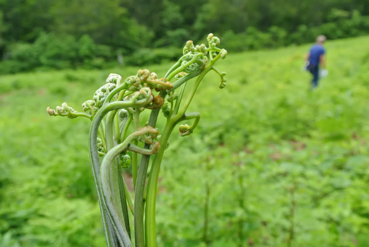 春のごちそう新潟の山菜を味わおう!旬の種類や山菜採り体験