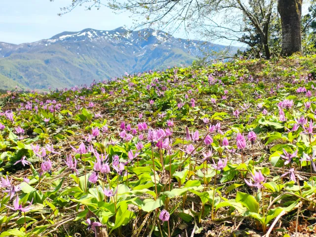 カタクリの花咲く「北五百川の棚田」でおやつを食べながら春の散策を楽しんで!/三条市