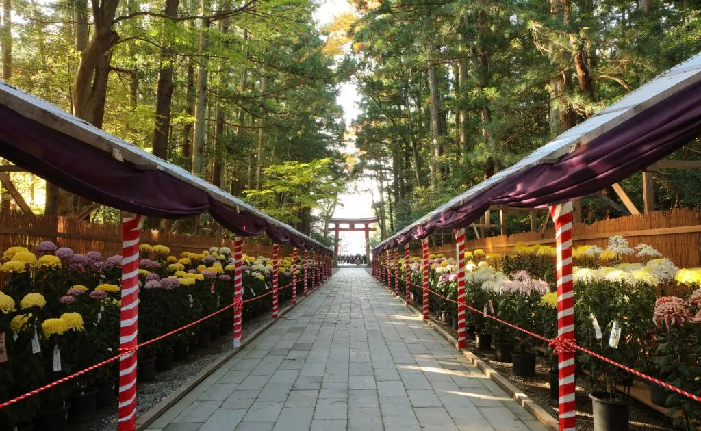 日本最大級の菊まつりと色鮮やかな紅葉を楽しむ!1泊2日 弥彦の旅