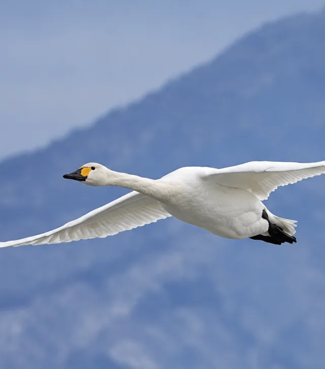 白鳥の飛来情報