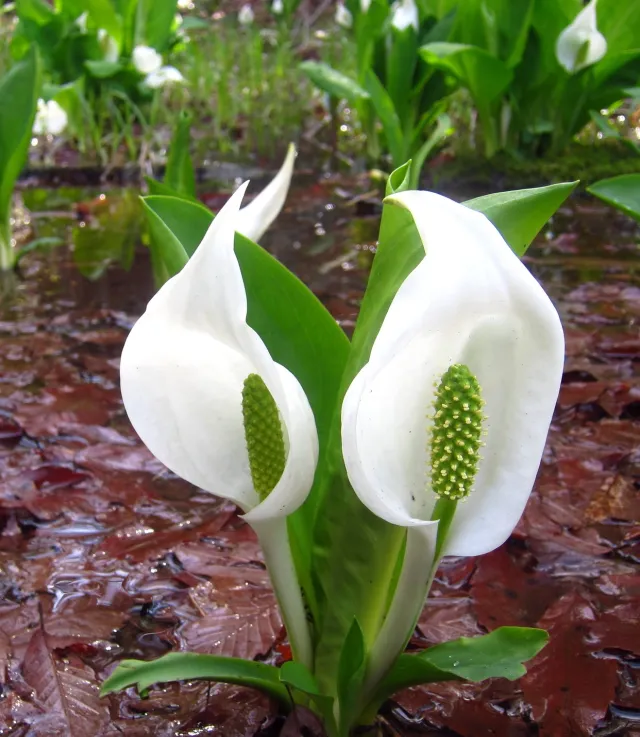 ミズバショウの開花情報