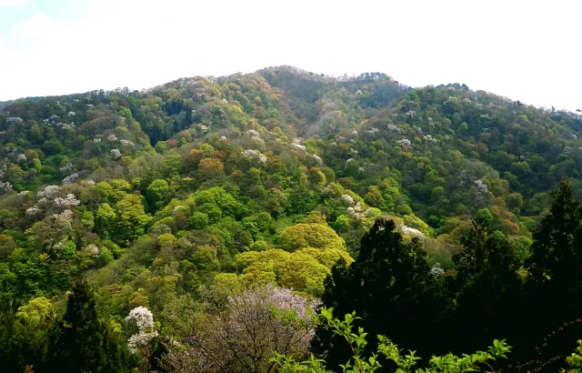 桜の開花状況