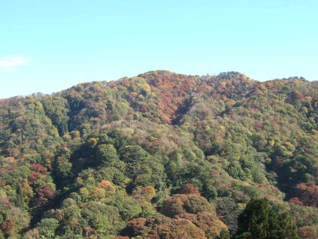 紅葉の見頃