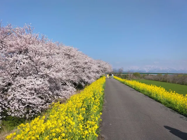 菜の花の開花状況