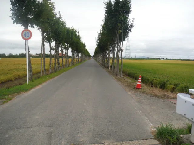 満願寺稲架木(はさぎ)並木