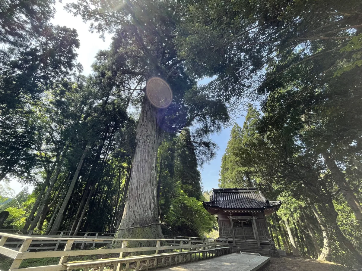 蓮花寺の大杉