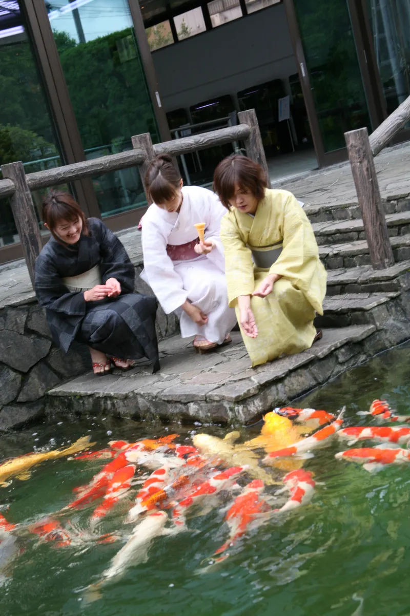 小千谷縮着物で錦鯉に餌やり