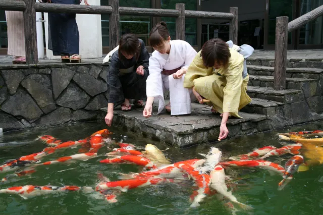 小千谷市錦鯉の里