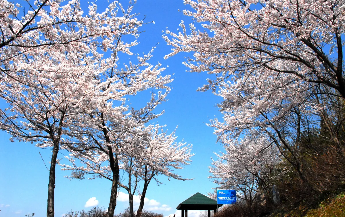 千本桜(中道ポケットパーク)