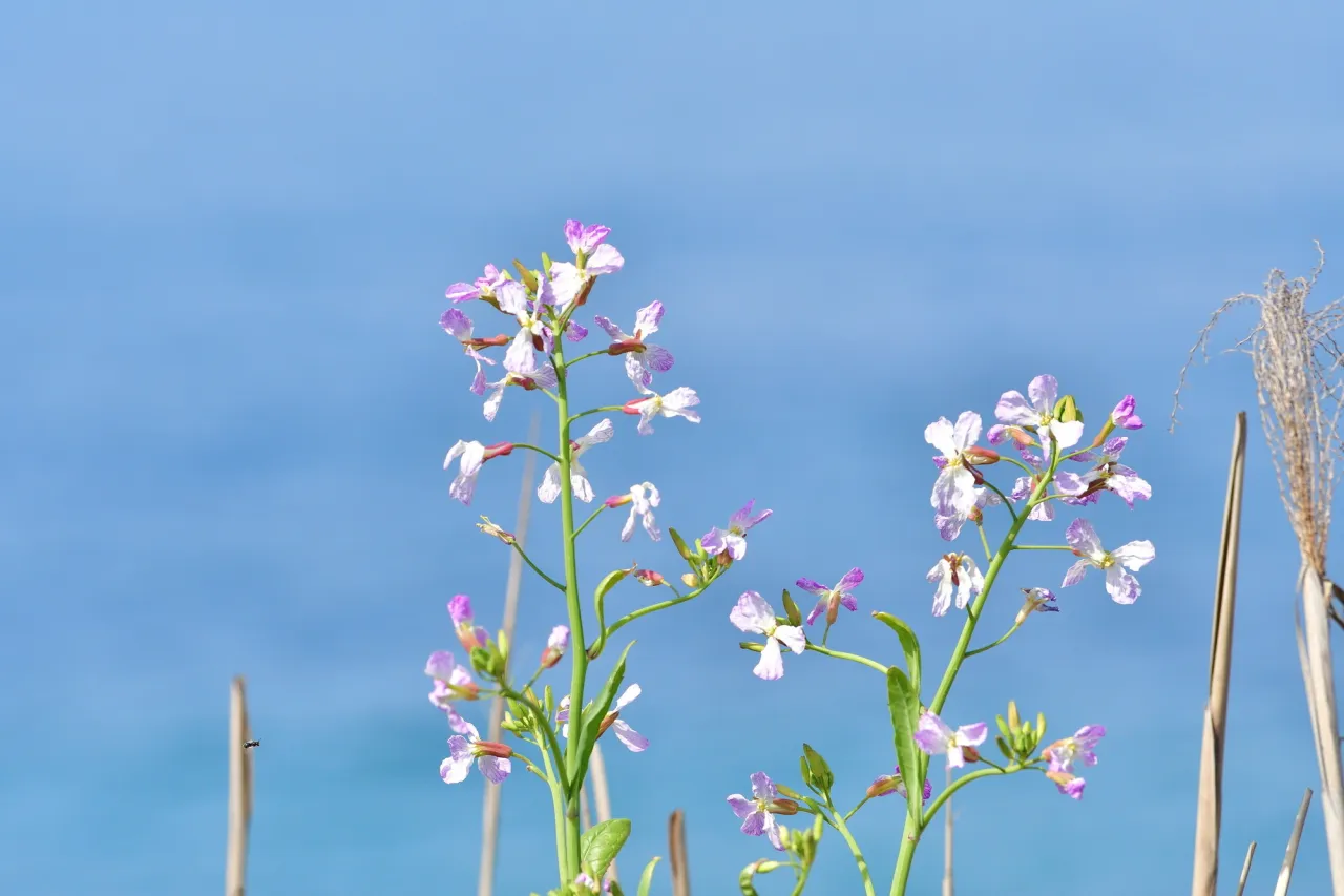 潮風に揺れるダイコンの花