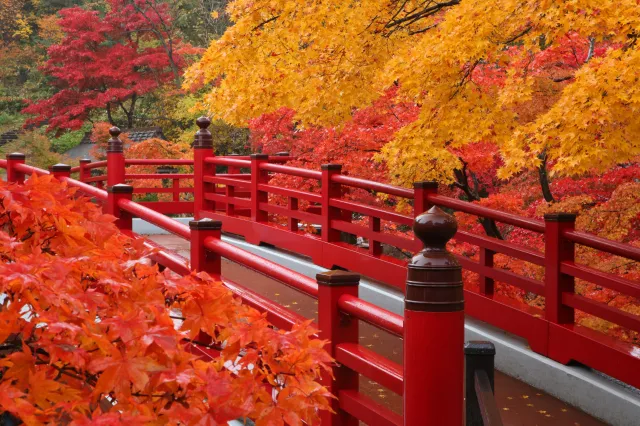 紅葉の見頃