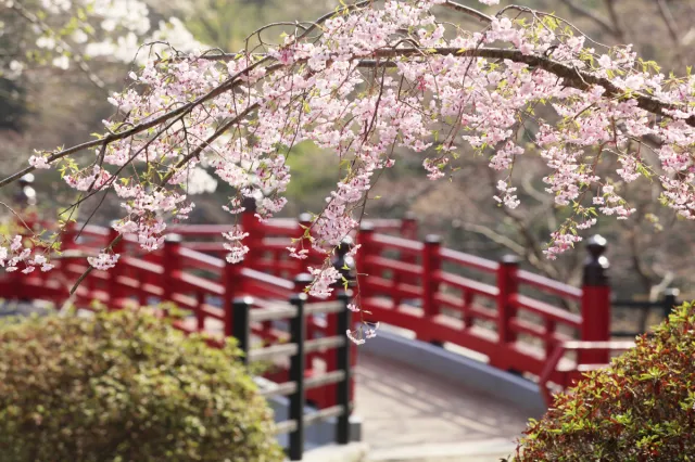 弥彦公園
