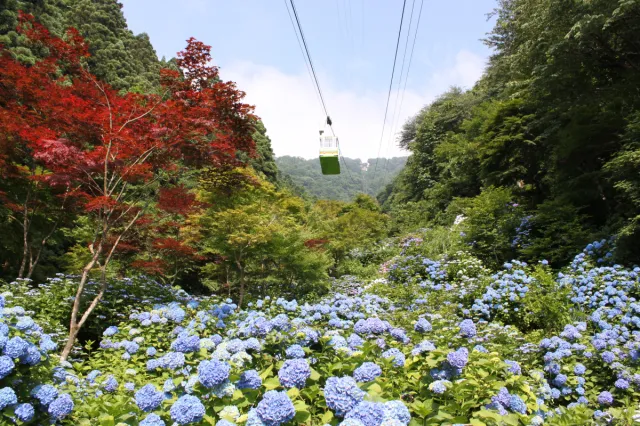 弥彦山ロープウェイ