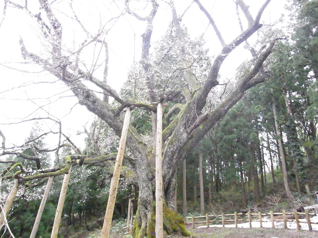樹齢約300年のエドヒガン桜