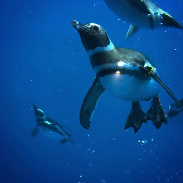 上越市立水族博物館 うみがたり