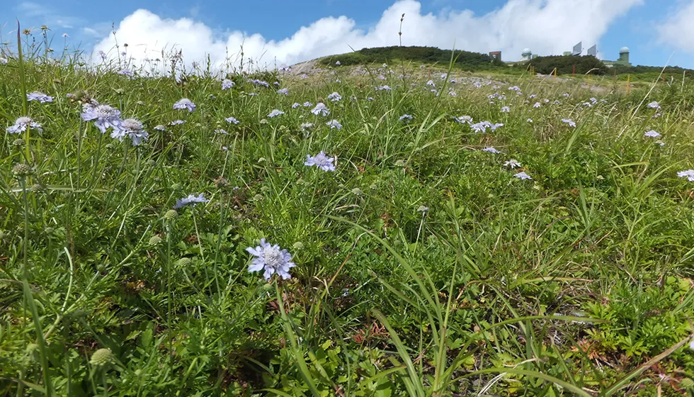 可憐な植物が迎えてくれる春の大佐渡スカイライン。