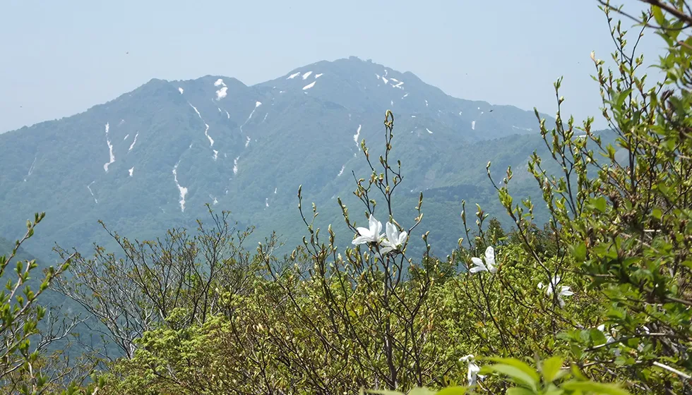 冬季は閉鎖の大佐渡スカイラインは、雪解けの4月に開通します。