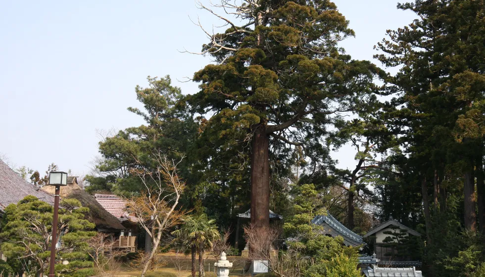 樹齢1000余年の巨木「三光の杉」。