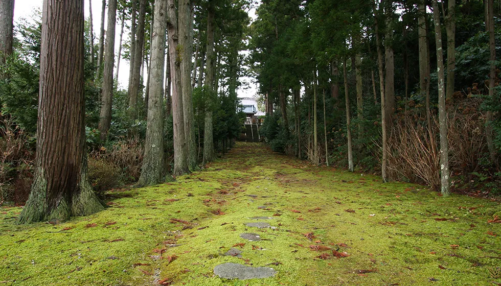 苔むした参道が続いています。