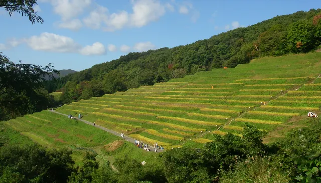 小倉千枚田