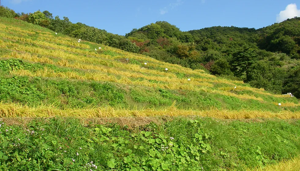 実りの秋を迎えた小倉千枚田。