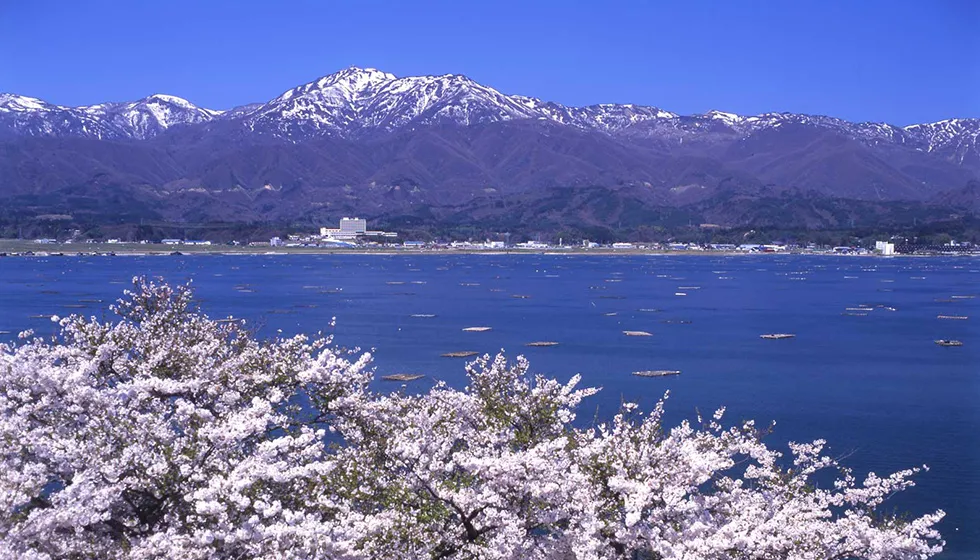 湖畔の桜並木から大佐渡山脈を望みます。