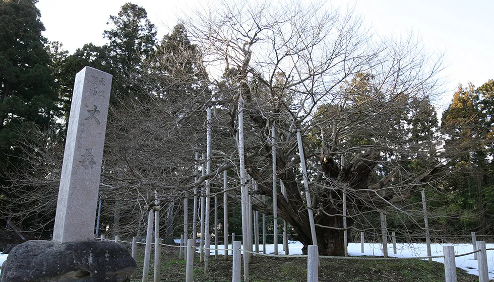 春には芽吹き、新緑の季節には見事な姿を見せてくれます。