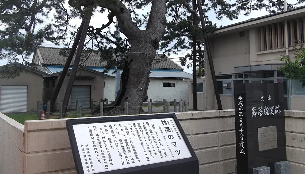明治期の作家・尾崎紅葉により「村雨の松」と命名されました。