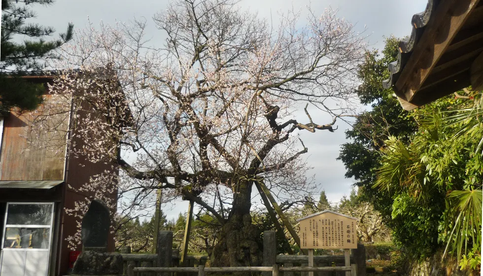 順徳上皇お手植えの梅として大切に守られてきました。