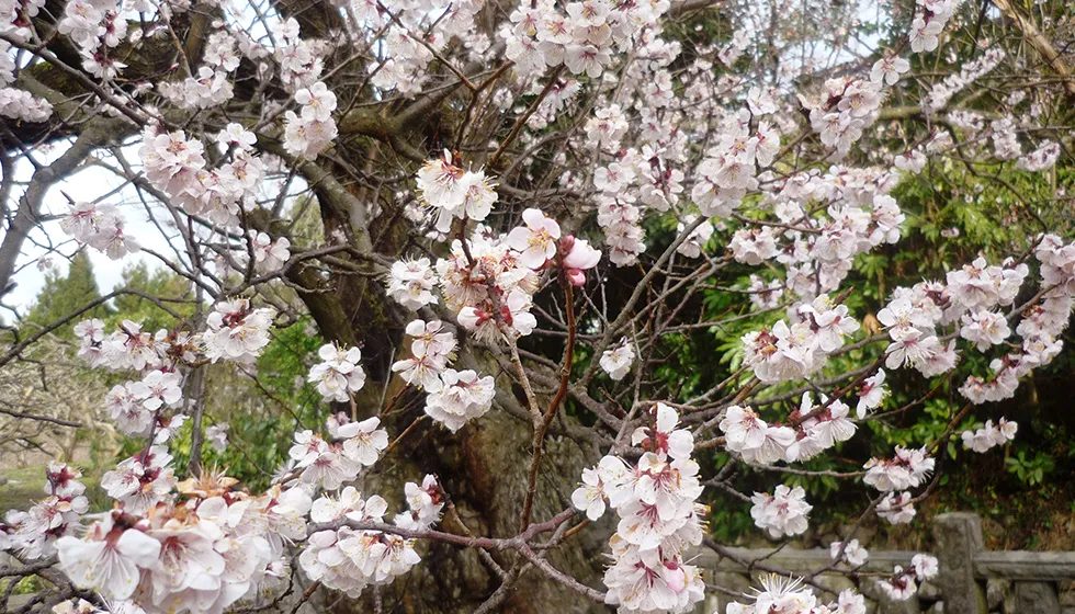 薄紅色の愛らしい花を咲かせます。
