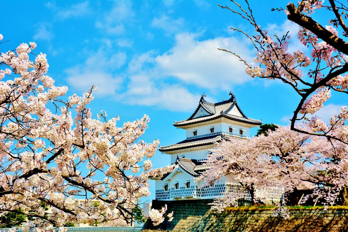 桜の名所、開花時期には多くの人が