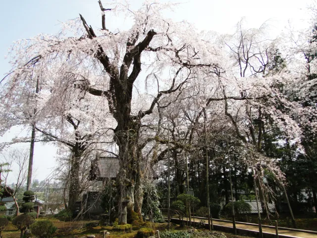 桜の開花状況