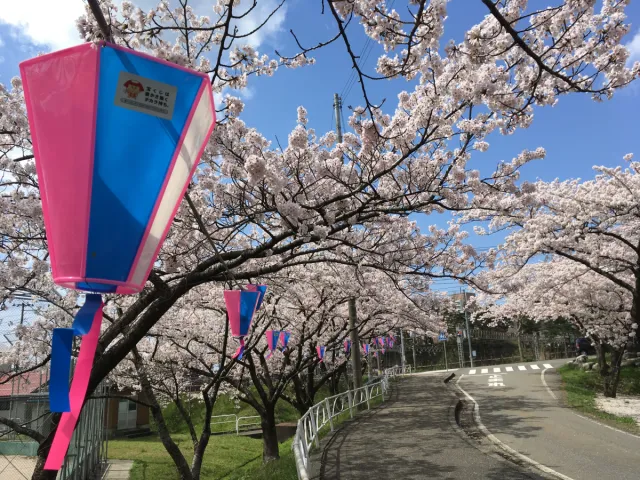 桜の開花状況