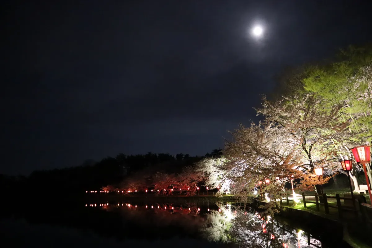 初春令月、気淑風和。桜披鏡前之粉、其姿映湖上。