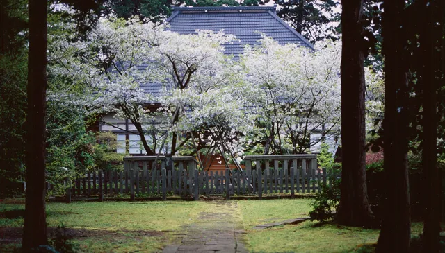 小木の御所ザクラ