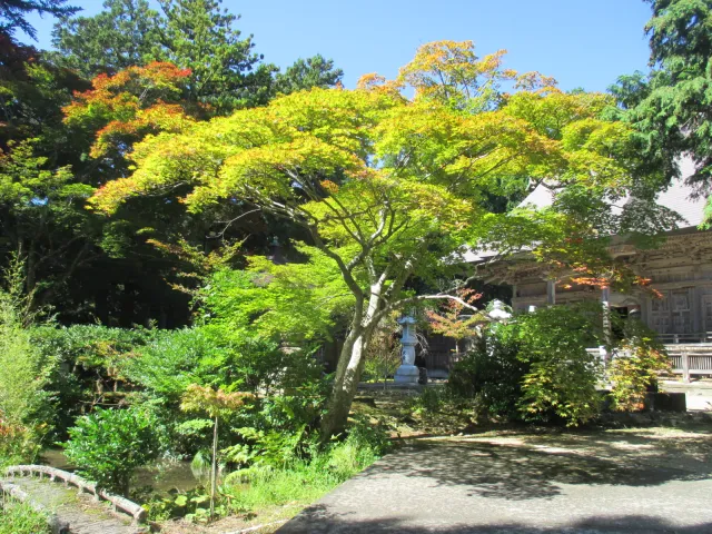 紅葉の見頃