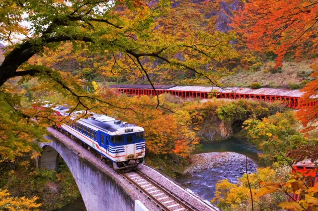 紅葉の見頃