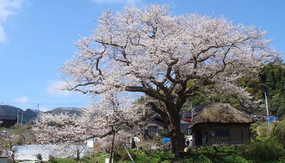 羽茂大崎地区の春を彩ります。