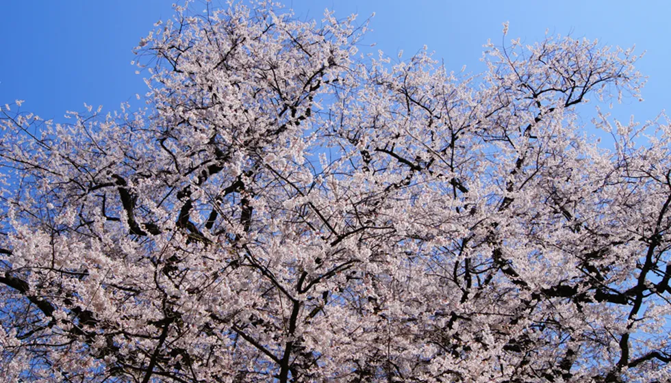 強い生命力で毎年見事な花を咲かせます。