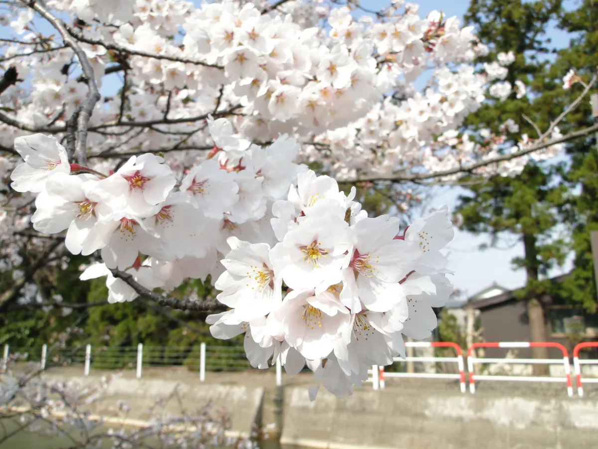 福島江