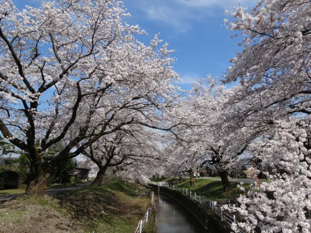 新江の桜並木