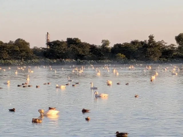 白鳥の飛来状況