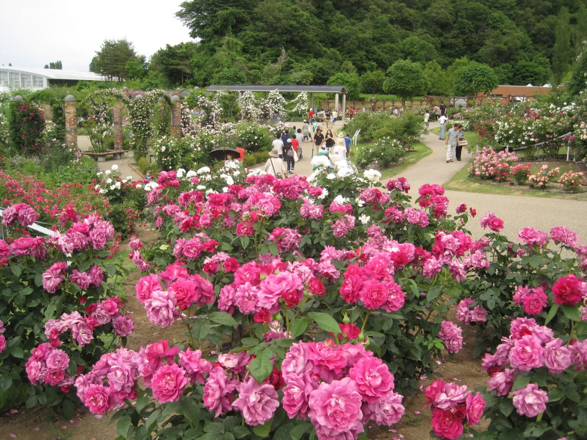 国営越後丘陵公園香りのばら園