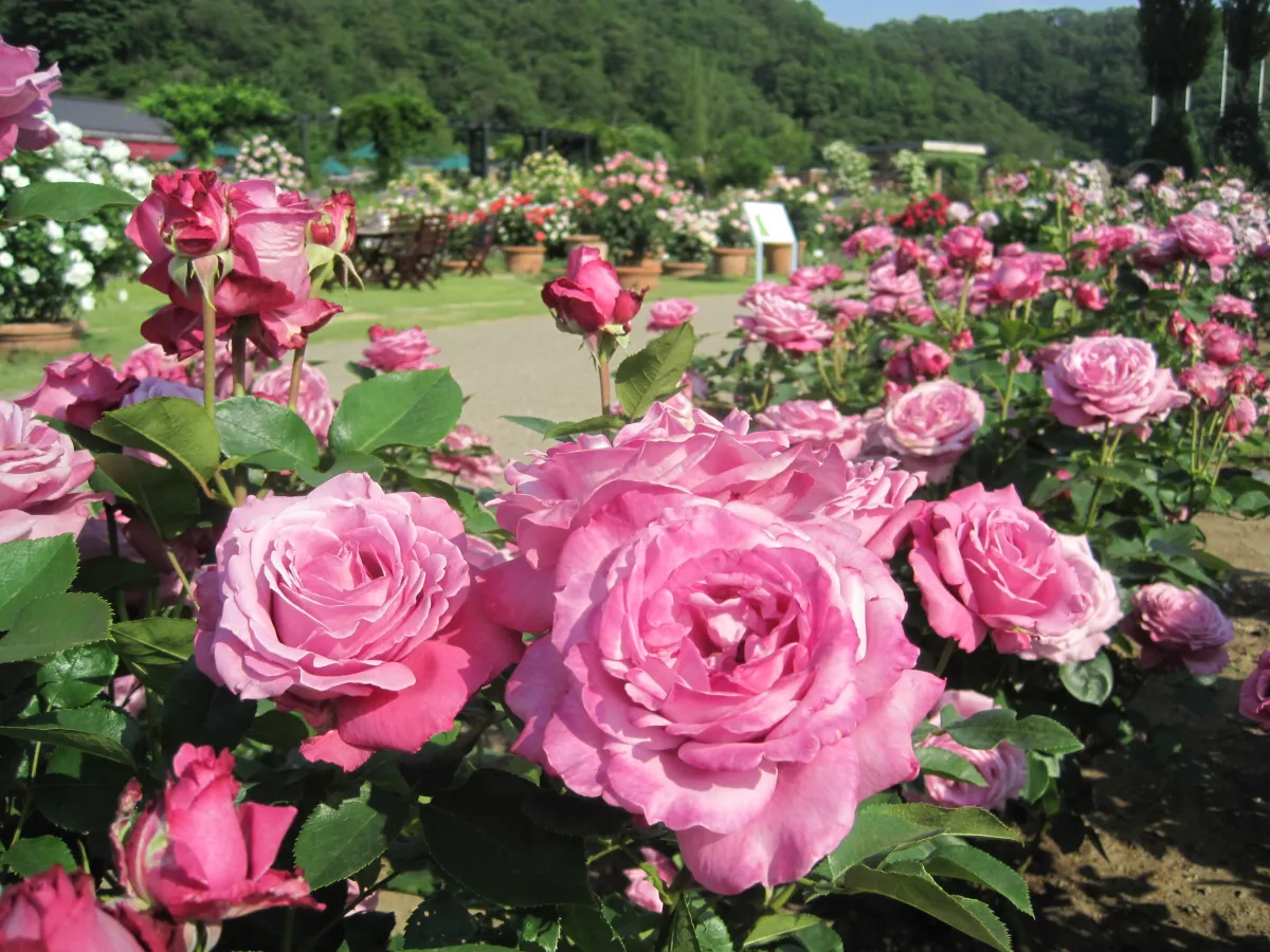 国営越後丘陵公園香りのばら園